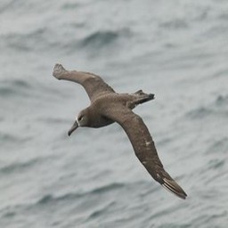 Albatross