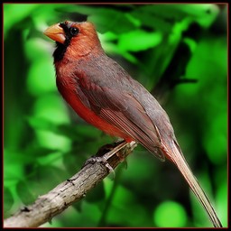 Cardinal