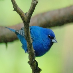 Indigo Bunting